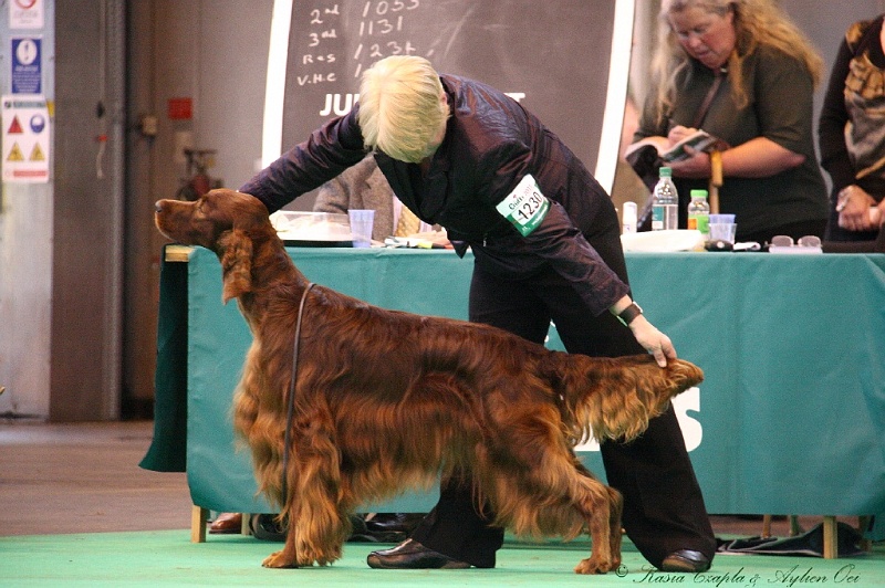 Crufts2011 822.jpg